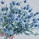 Eryngium Blue Bell (Thistle)