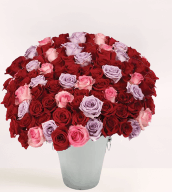 100 Valentine's Roses