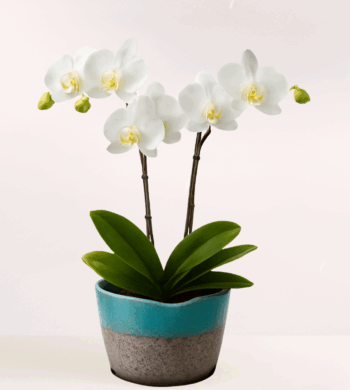 Double White Phalaenopsis Orchids