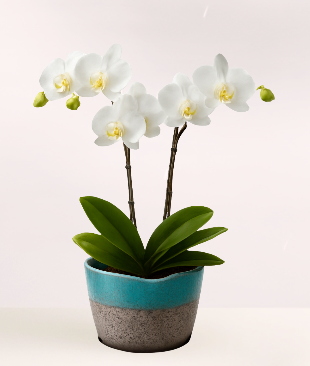 Double White Phalaenopsis Orchids