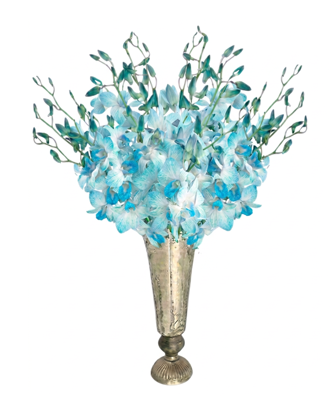 20- Stem Blue Fugi orchids _dend