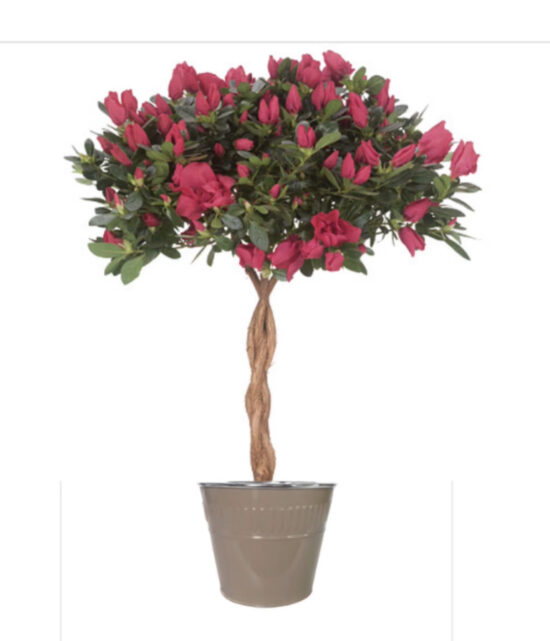 Pink Azalea Topiary