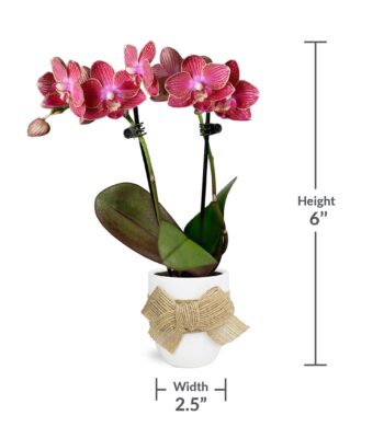 Unique Mini Orchid
