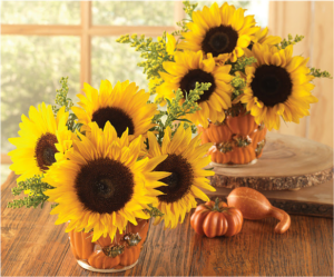 Pumpkin Sunflowers Pumpkin Sunflowers - Calyx Flowers
