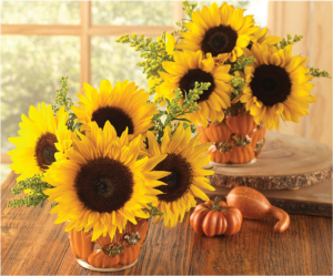 Pumpkin Sunflowers - Calyx Flowers