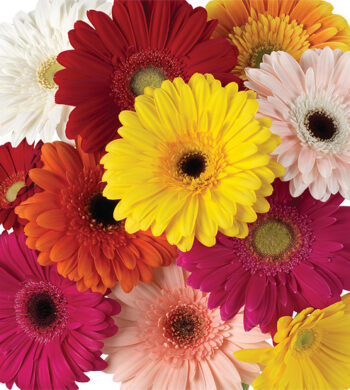 Assorted Rainbow Gerbera Daisies