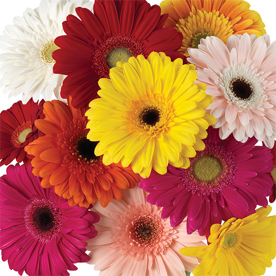 Assorted Rainbow Gerbera Daisies