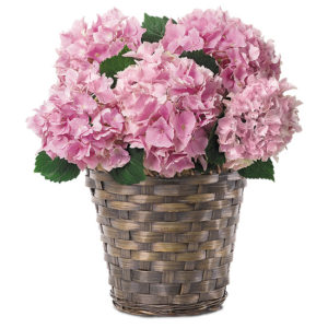 Pink Hydrangea Plant with basket