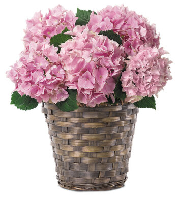 Vibrant Pink Hydrangea Plant | Calyx Flowers