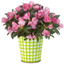 Countryside Garden Azalea