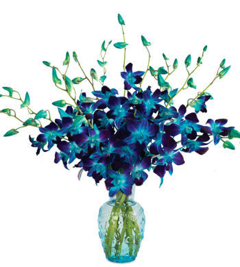 Stunning Sapphire Orchids with vase