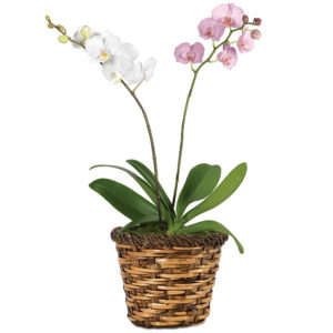 Double Beauty Phaleanopsis Orchid Garden with basket