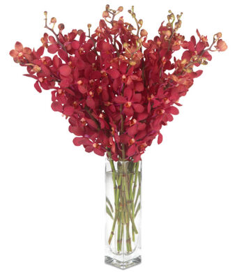 Party Perfect Orchids