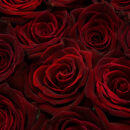 Black Baccara Roses