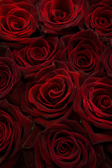 Red Roses (*variation of color range)