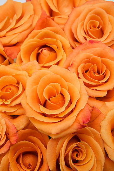 Orange Unique Roses