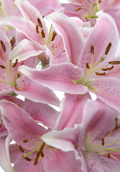 Pink Oriental Lily – Family Flowers Inc