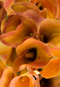 Orange Mango Miniature Calla Lilies