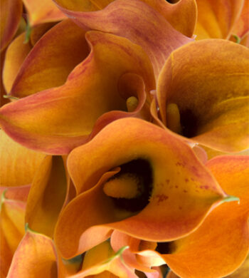 Orange Mango Miniature Calla Lilies