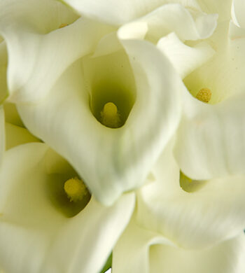 Crystal White Miniature Calla Lilies