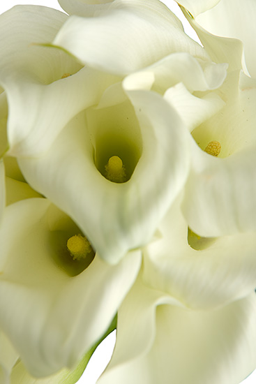 Crystal White Miniature Calla Lilies - Calyx Flowers, Inc