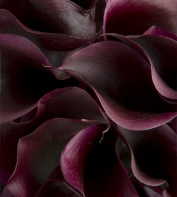 Schwartzwalder Purple Miniature Calla Lilies