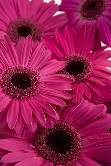 Dark Pink Gerbera Daisies - Calyx Flowers, Inc