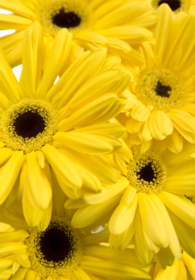 Sullivans 25 Artificial Sunny Yellow Gerbera Daisy