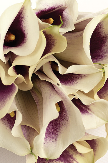 Picasso Miniature Lily Picasso Miniature Calla Lilies