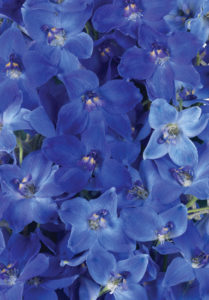 Blue Delphiniums