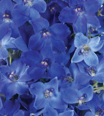 Blue Delphiniums