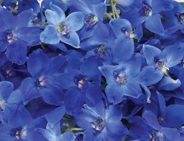 Blue Delphiniums