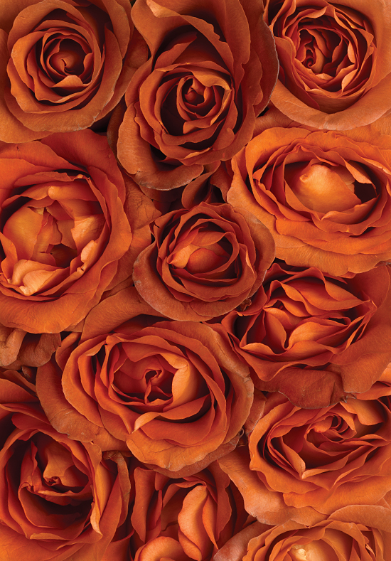 Coffee Break Roses Calyx Flowers Inc