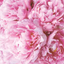 Pink Peonies