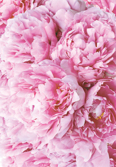 Peony Flower Color & Facts   The Meaning of Peonies