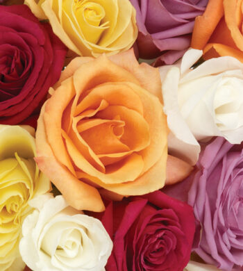 Assorted Rainbow Roses