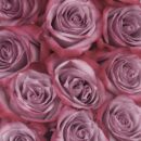 Purple Roses