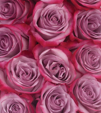 Deep Purple Roses