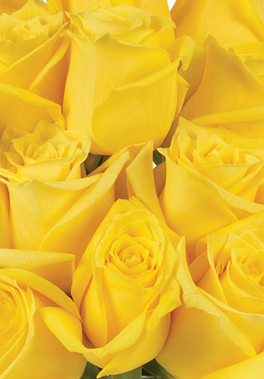 Download Gold Strike Yellow Roses Calyx Flowers Inc