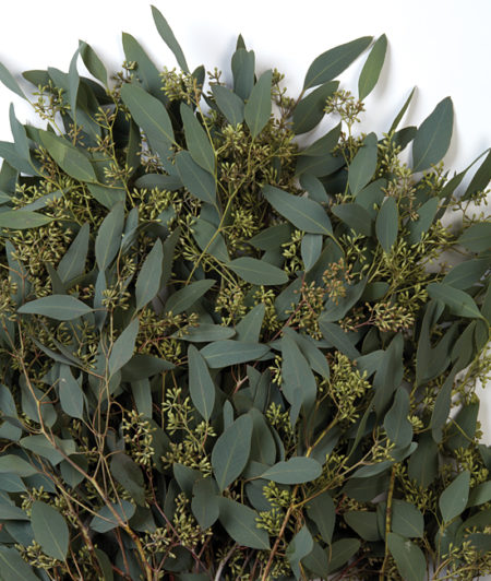Seeded Eucalyptus Greenery - Floral Arrangement Greens