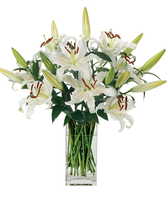 Sep - Tiger Moon Lily Sep - Tiger Moon Lily
