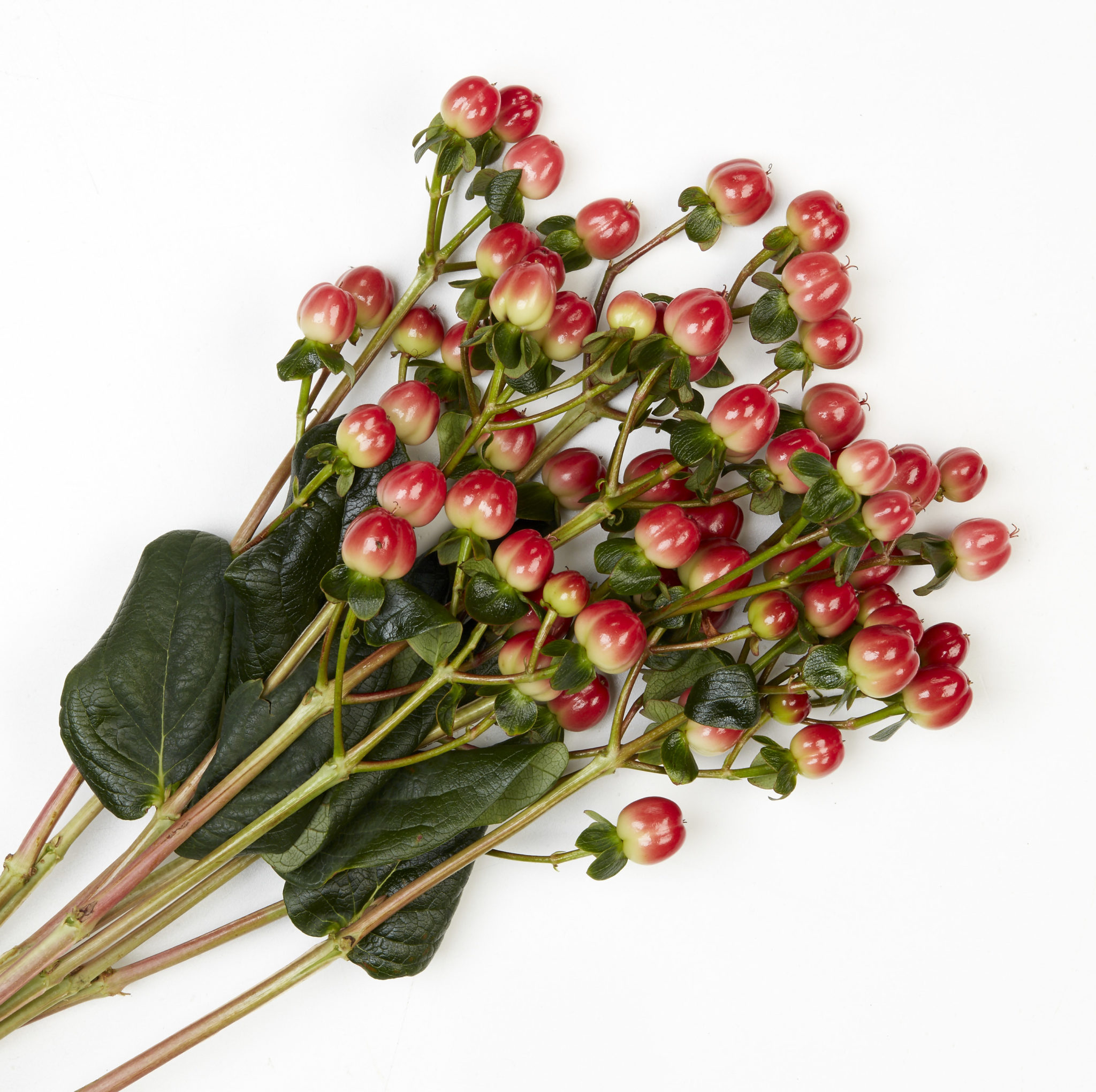 Red Hypericum Berries