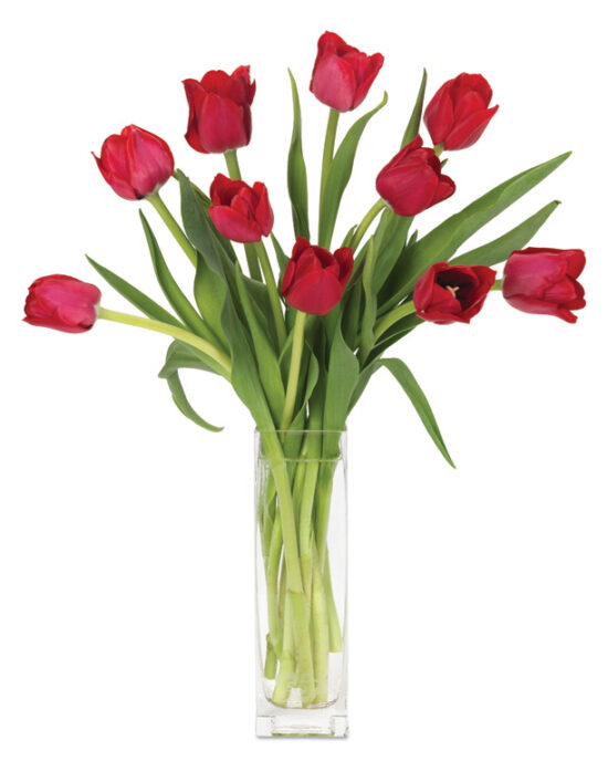 Mar - Red Dutch Tulips