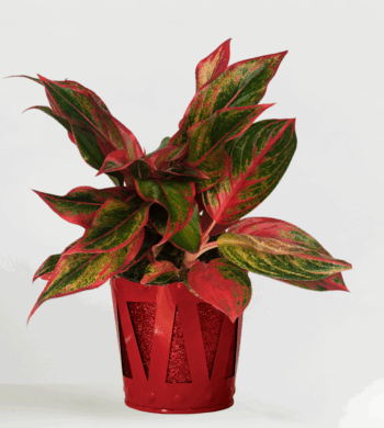 Uplifting Aglaonema