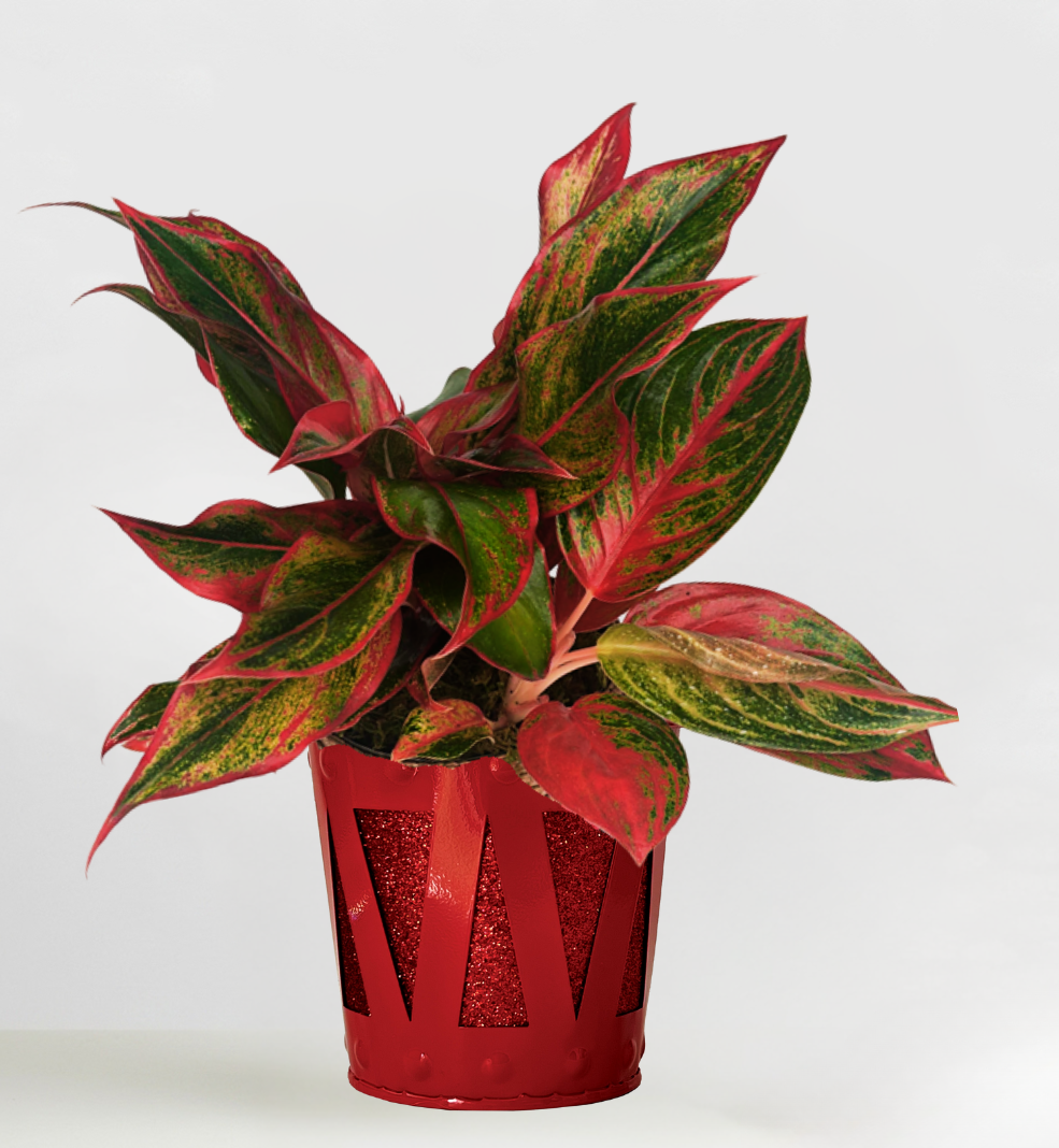 Uplifting Aglaonema