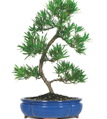 Bonsai
