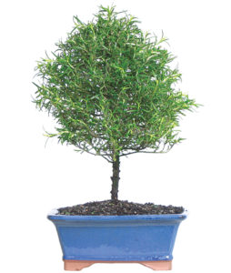 Rosemary Bonsai - Calyx Flowers 4c0p00608_550x650