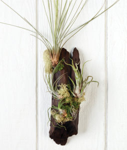 Mystical Simplicity Air Plant