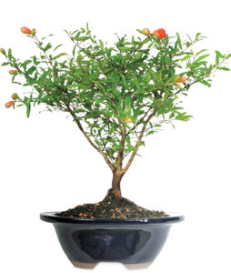 Pomegranate Bonsai