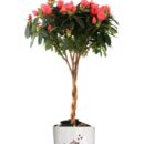 Braided Azalea Topiary